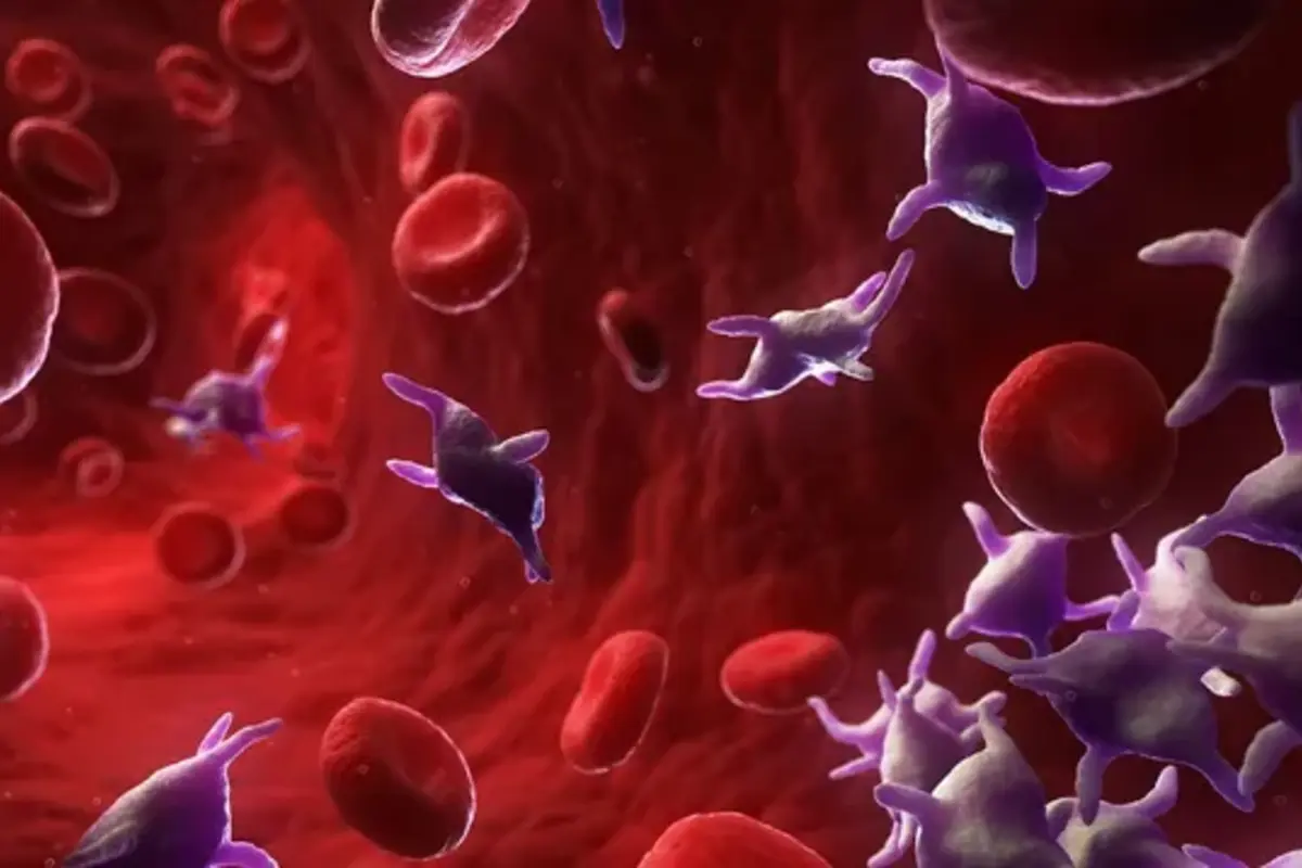 Study: Platelets Can Replicate Benefits Of Exercise In Brain