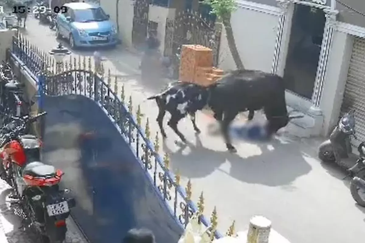 After Cow Attacks 9-Year-Old On The Way From School, Owner Fined And Arrested In Chennai
