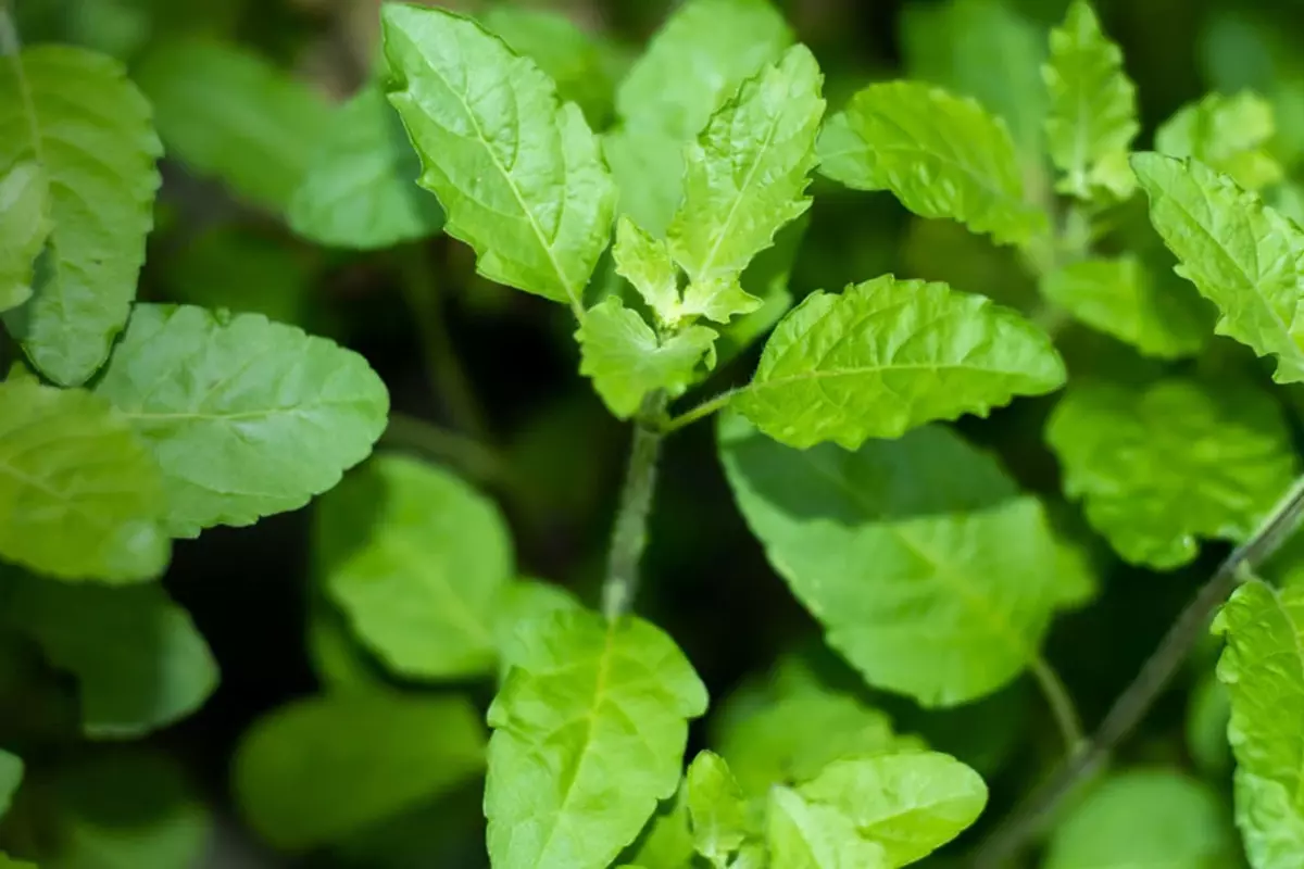 Did You Know Tulsi Has Numerous Health Benefits, Here’s How It Can Help You Manage Your Lifestyle