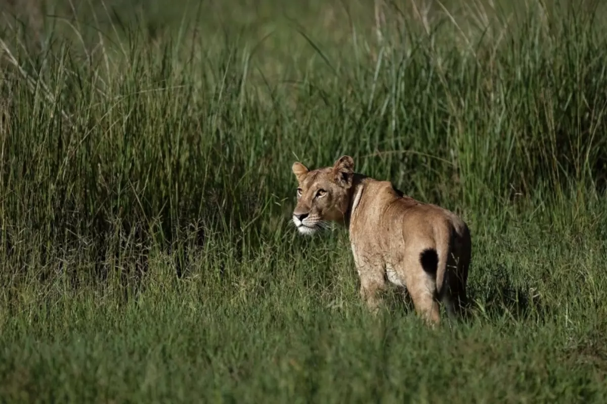 Lioness Shot Dead After Escaping From South Korean Private Farm