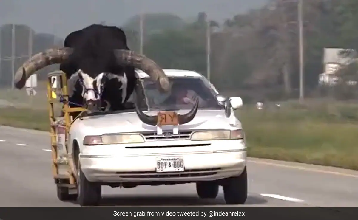Not Man But Gaint Bull Sits On Moving Car’s Passenger Seat: Watch Shocking Video