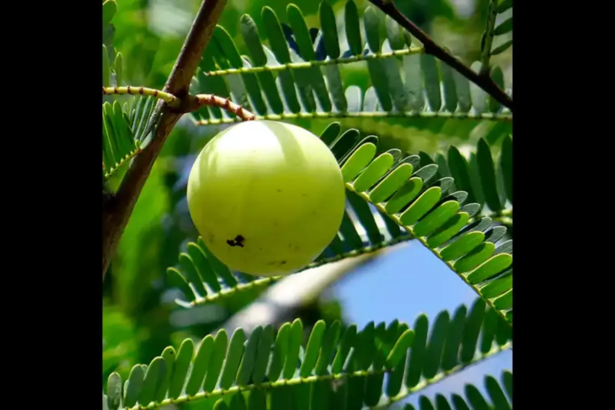 Benefits Of Eating An Amla Daily!