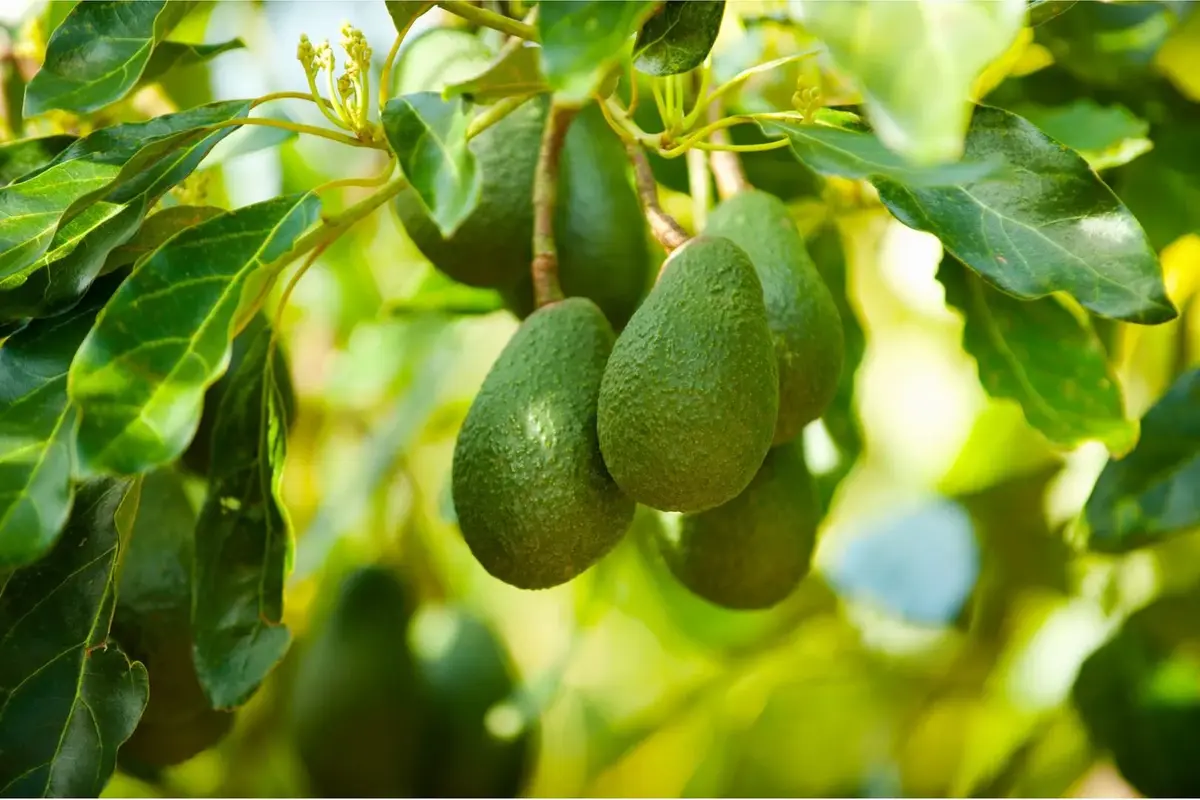 Kenya Begins Exporting Avocados To India; The First Shipment Arrives At Mumbai