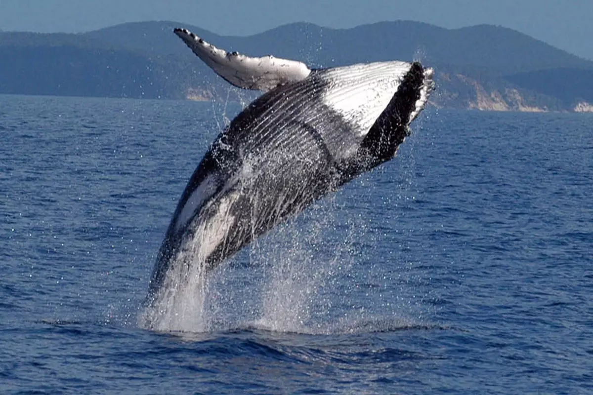 Whale Strikes Boat Off Australia, Killing 1 And Injuring Another