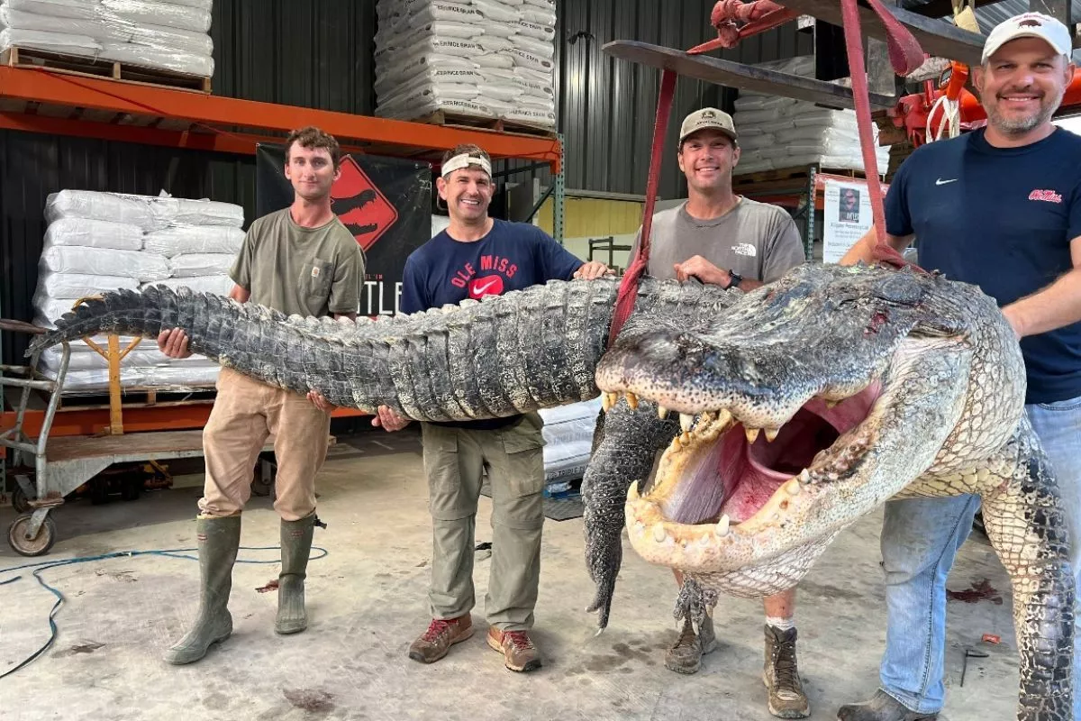 Gigantic Alligator: 4.34 Metres Long Reptile Caught In Mississippi By Hunters