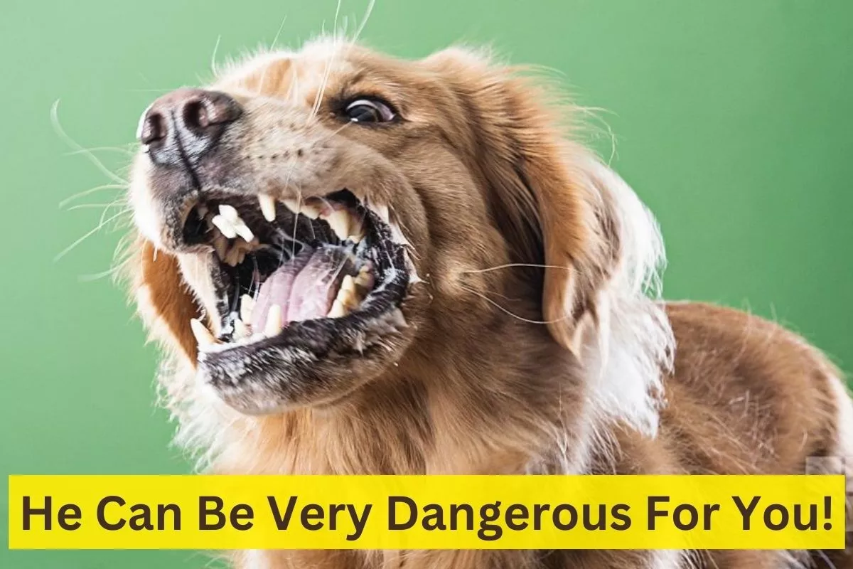 Rabies Spreads Through Dog Bite; Know How Dangerous Is This Disease?