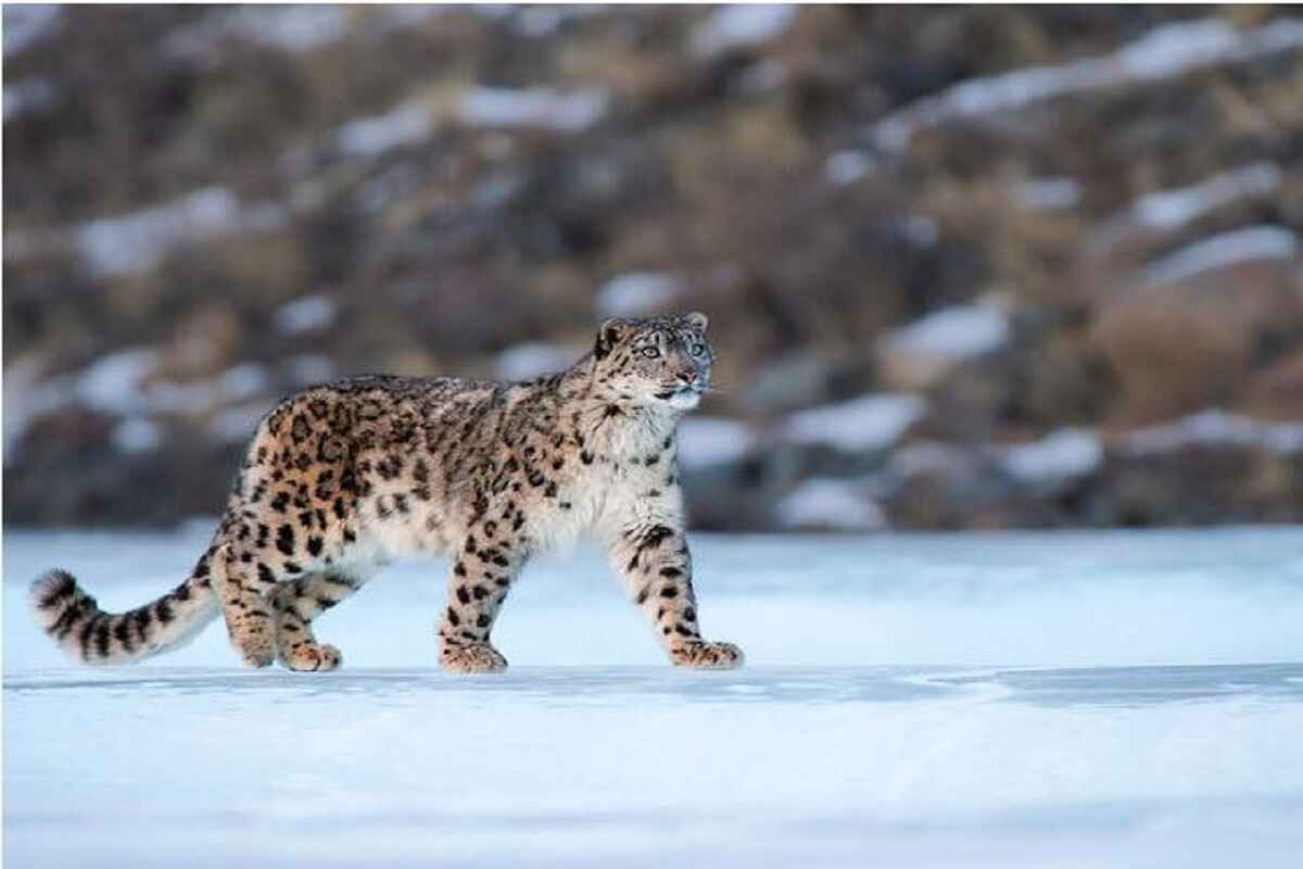 Snow Leopards Spotted In Kistwar – Jammu And Kashmir