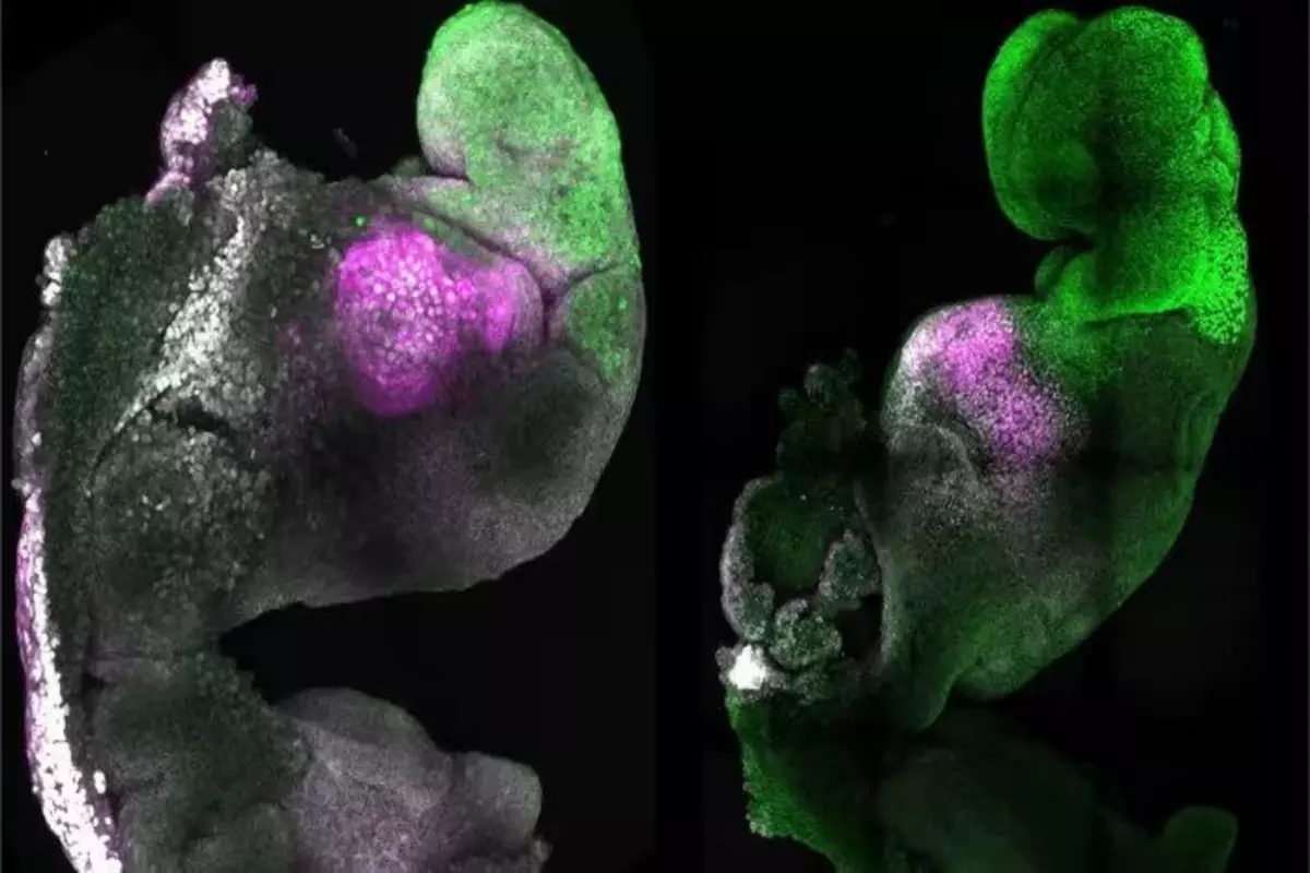 Mouse Embryos