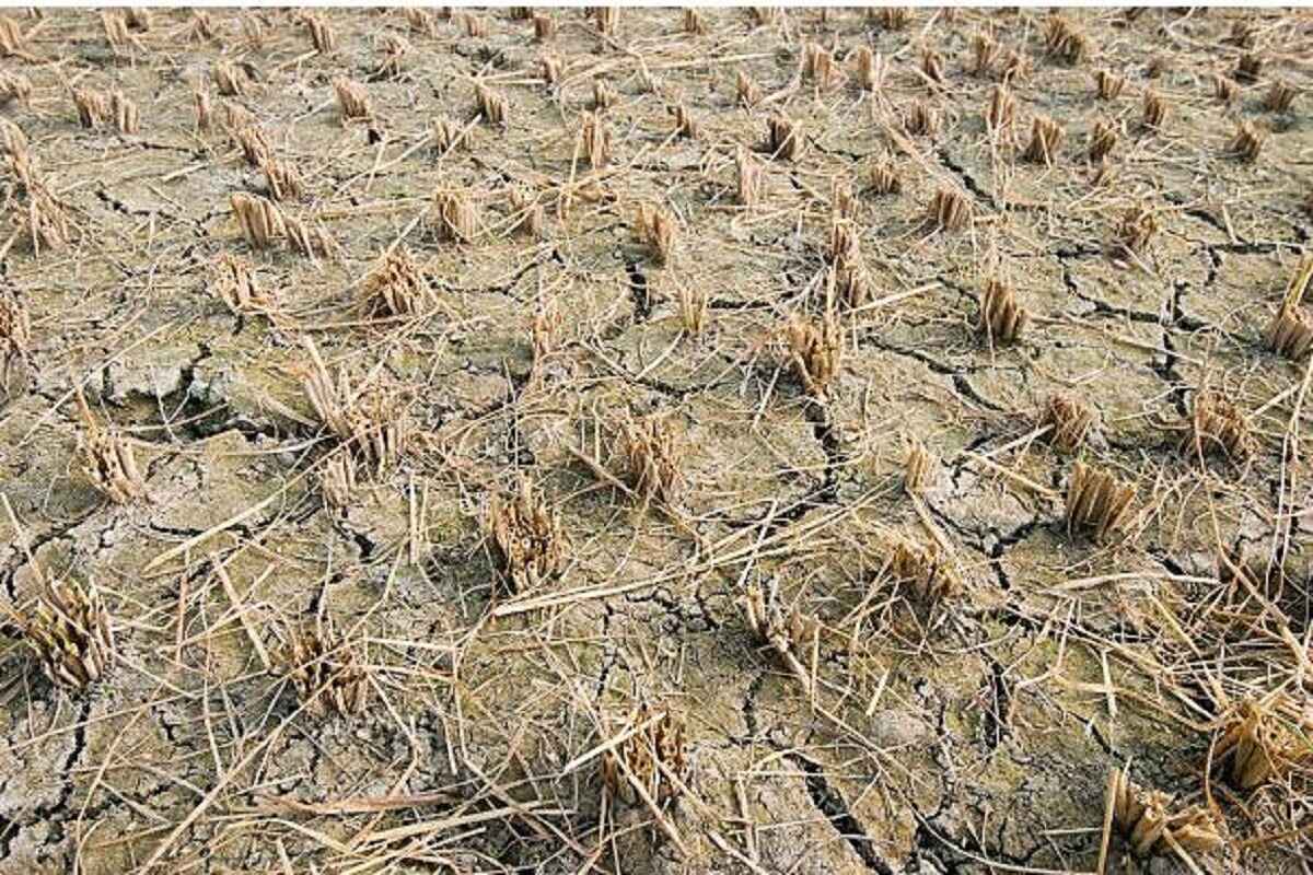 File picture of Crop failure