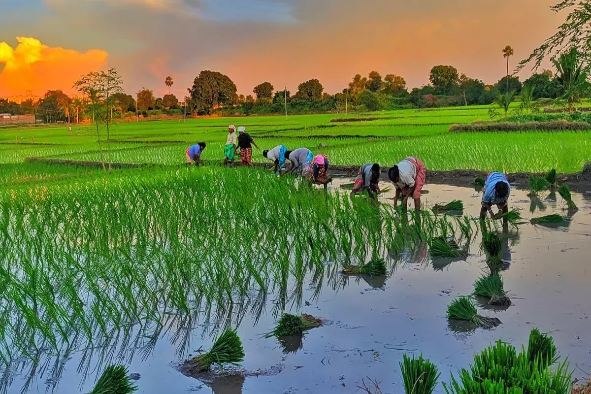 Centre Forecasts 3.79% Lower Kharif Rice Production At 106.31 Million Tonnes