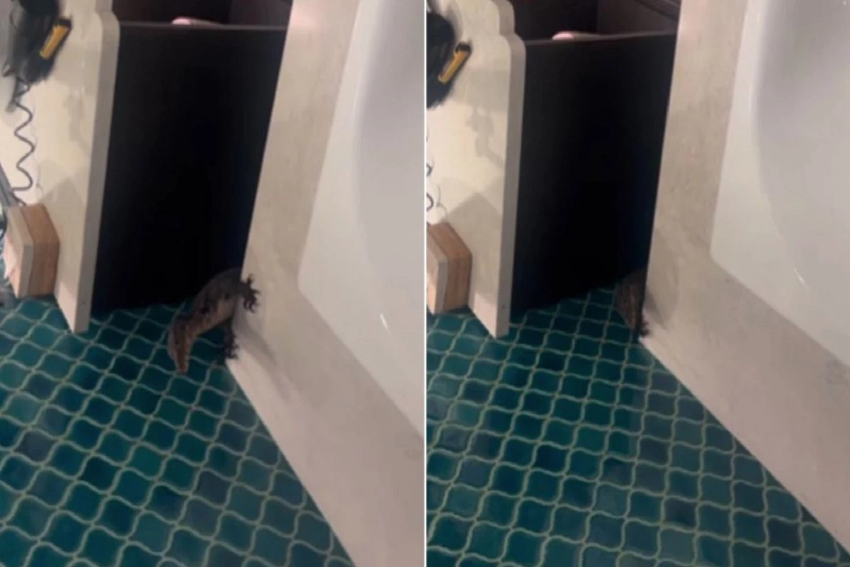 Instagram Video Reveals Vacation Horror: Giant Lizard In Hotel Bathroom