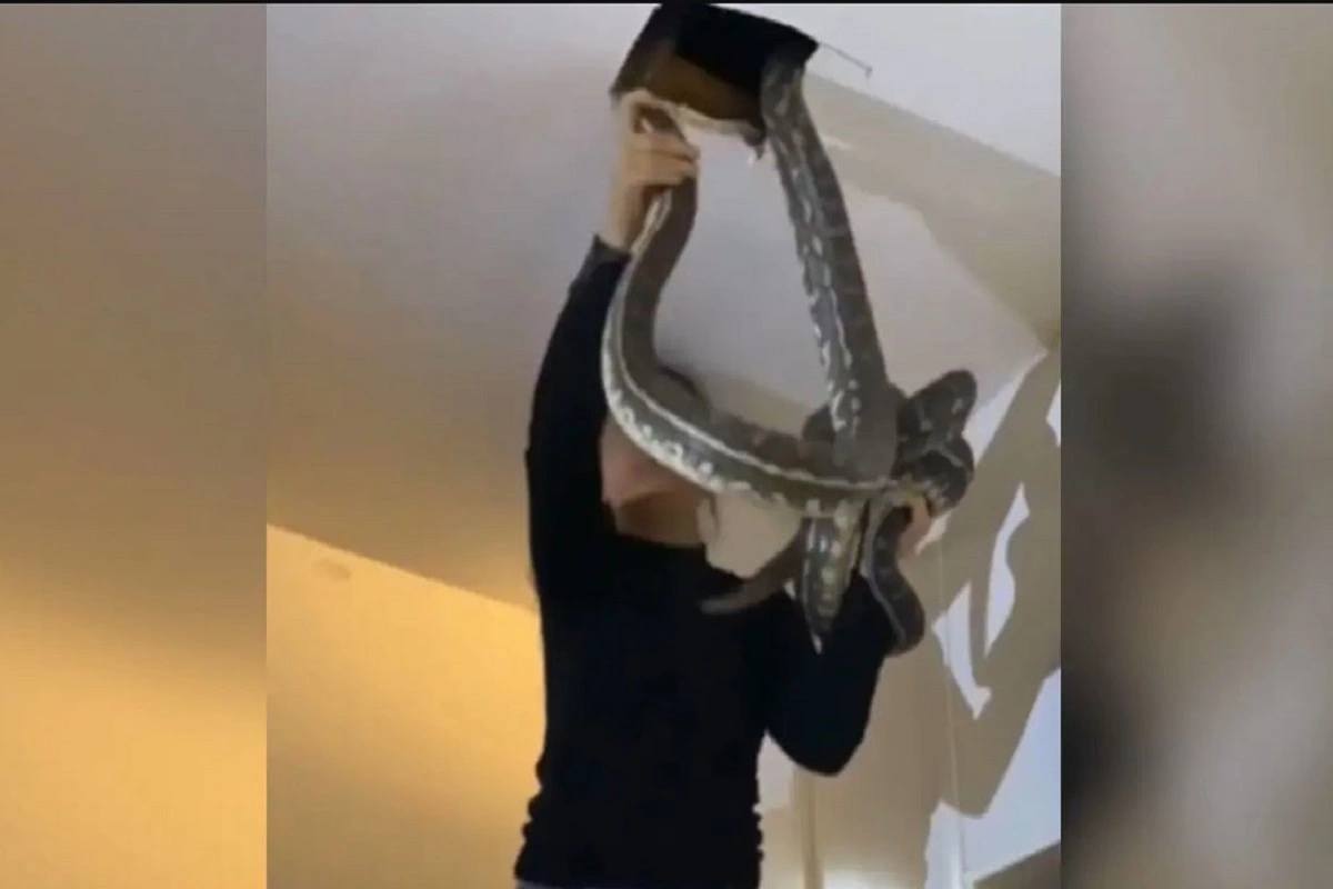Internet reacts when an Australian woman removes 2 huge snakes from the ceiling