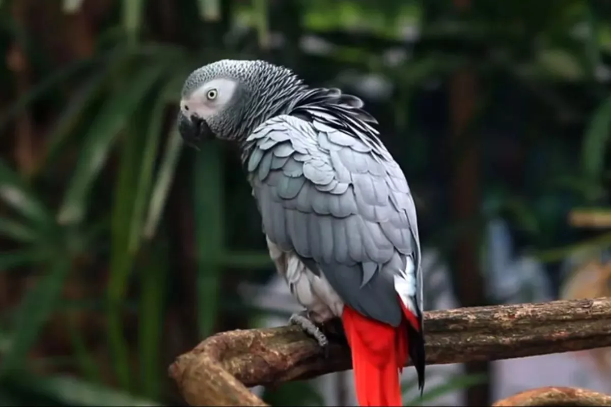 This Parrot Reunited With His Owner Because Of His Amazing Vocal Skills   