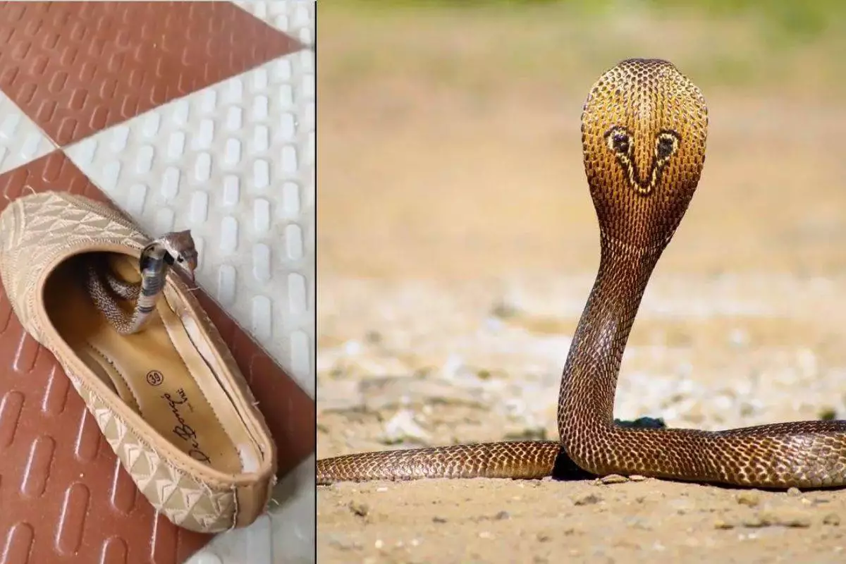 snake shoe