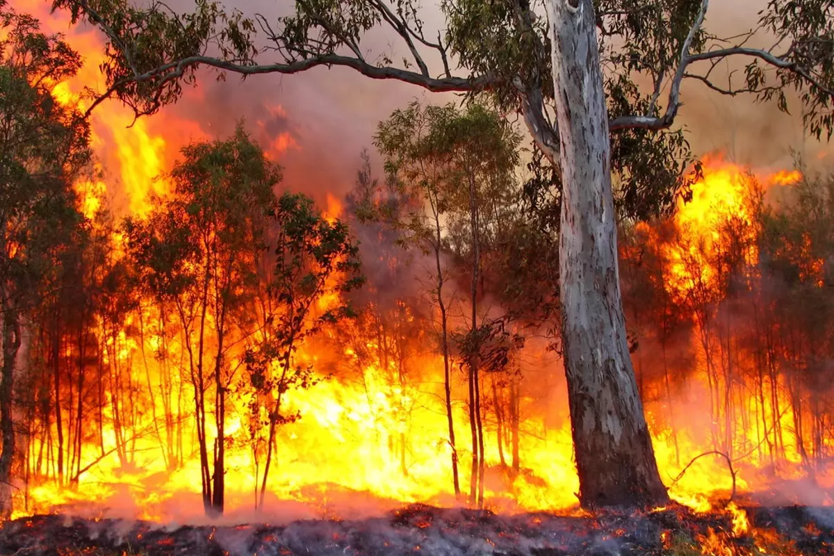Australia Suffers From Sweltering Heat With Bushfire Threats