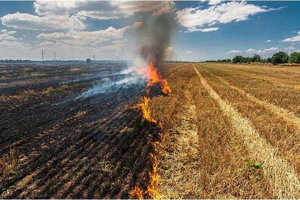 National Green Tribunal Issues Notice To Punjab Over Farm Fire Issue