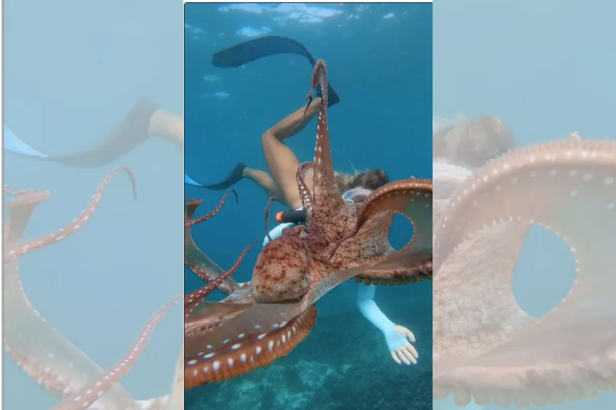Viral Video: Octopus was really close to this woman and then…