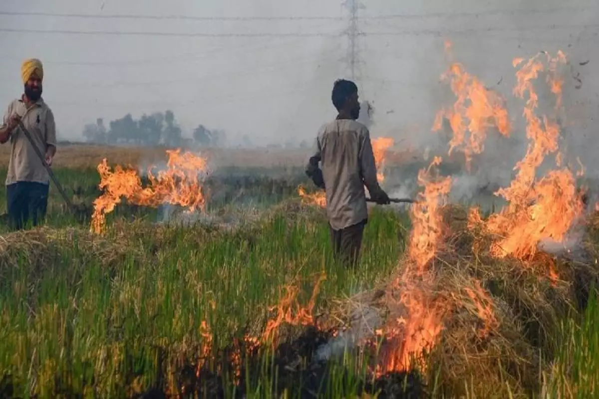 Punjab and Haryana Farmers Use Strategic Timing to Evade Crop Burning Detection