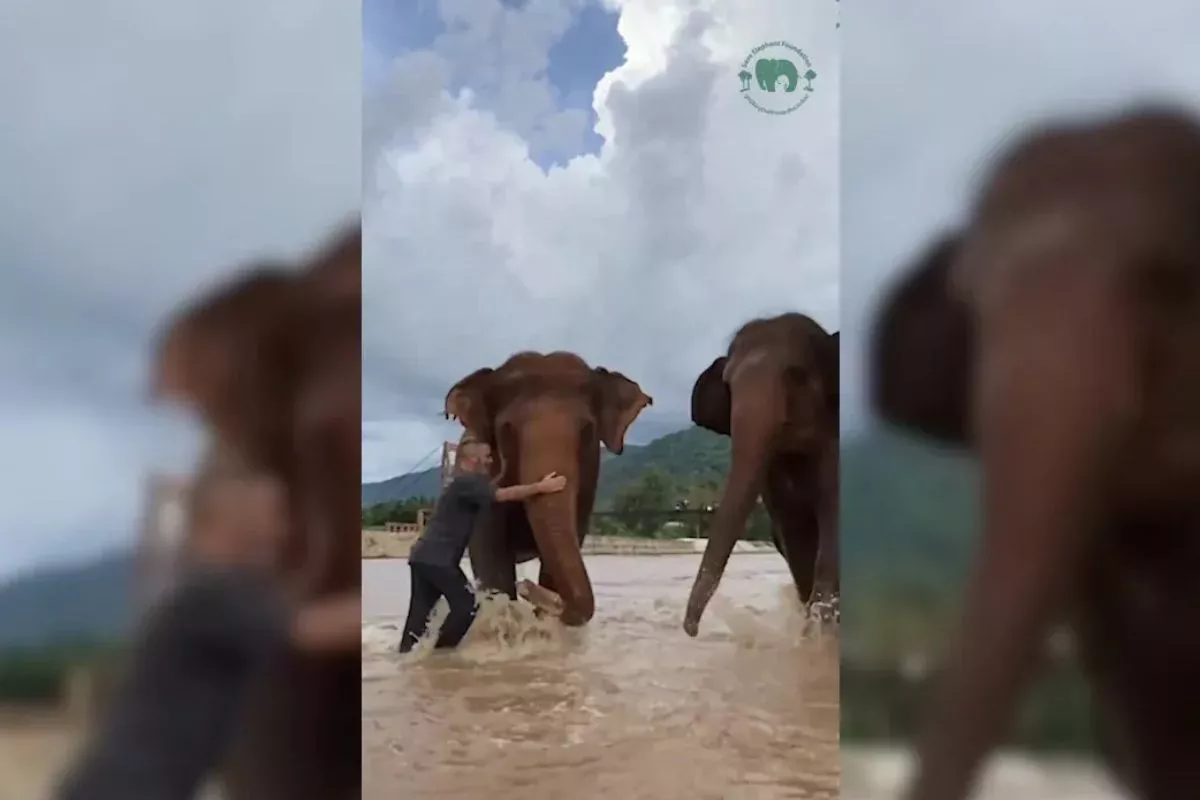 Your heart will be filled with love after watching this video of Elephants meeting their human friend  