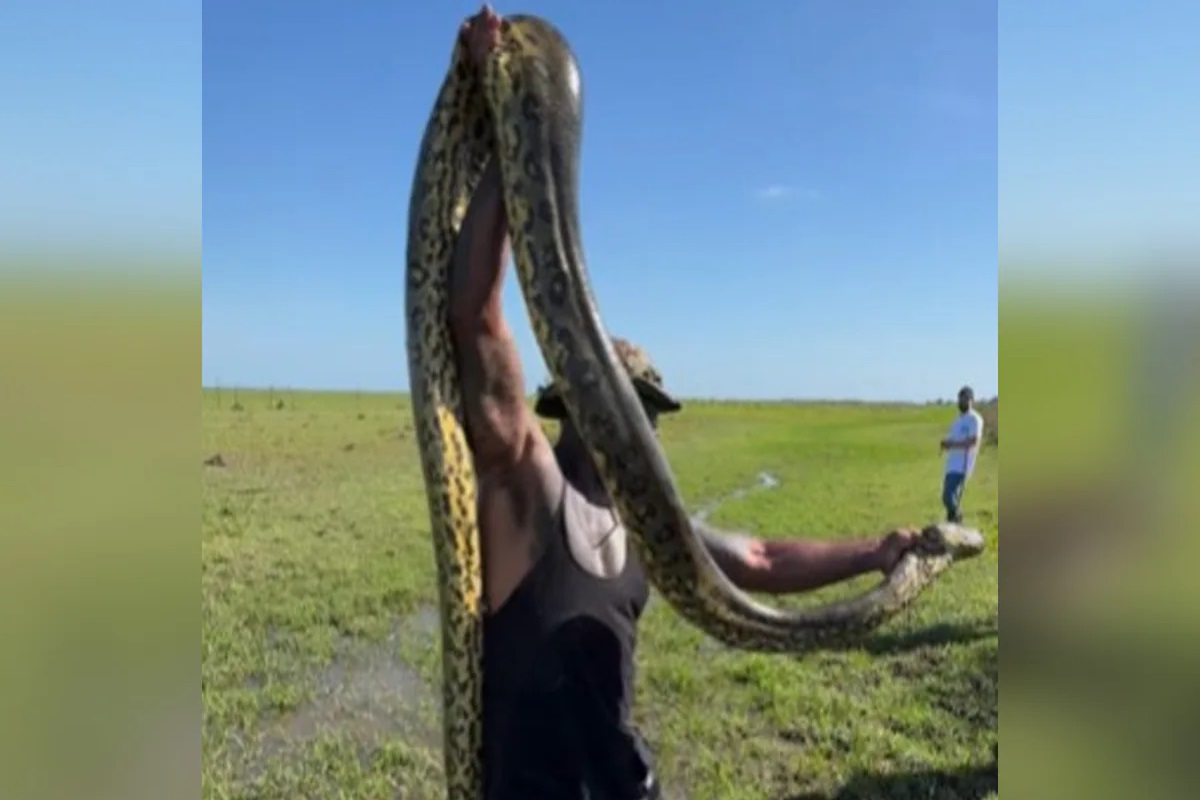 “Bravest black man on Earth”: Man catches Anaconda on camera, video viral!