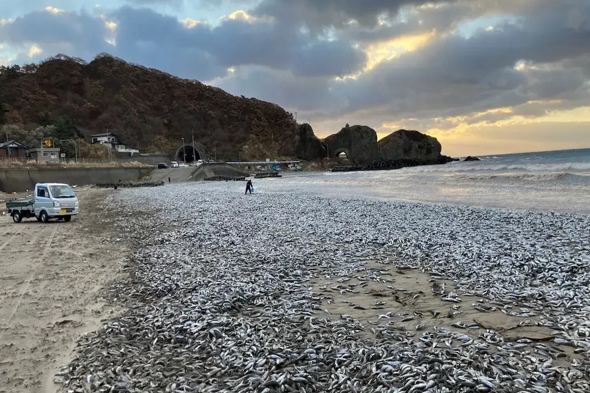 Thousands of dead fish mysteriously wash up on Japanese beach, Video goes viral