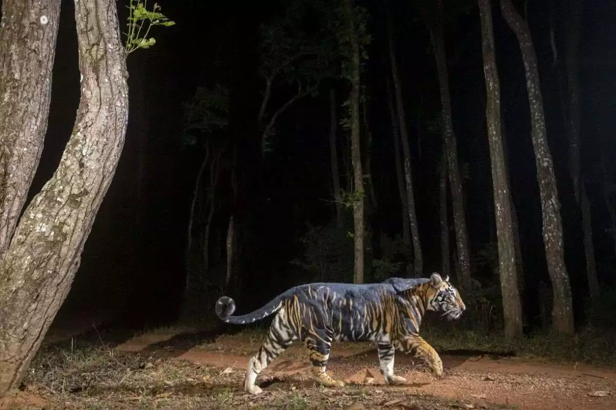 Black Tiger Of India Goes Viral As Forest Officer In  Odisha Shares Picture On Internet