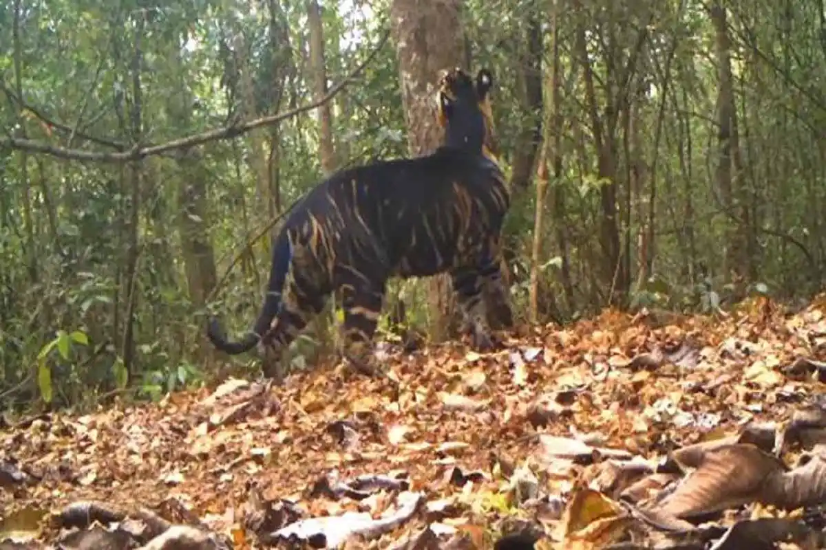 Indian Government Confirms Rare Population Of 10 Black Tigers Exclusively In Odisha’s Similipal Reserve