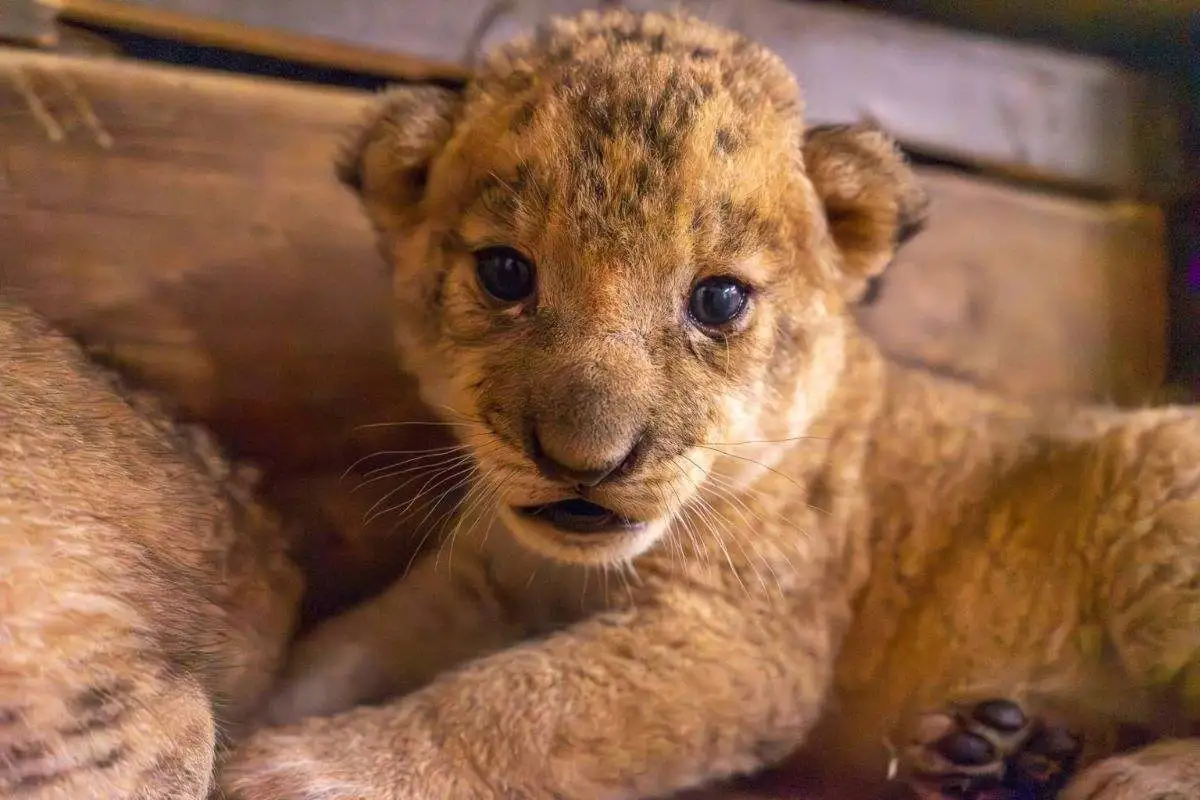 lion cub video
