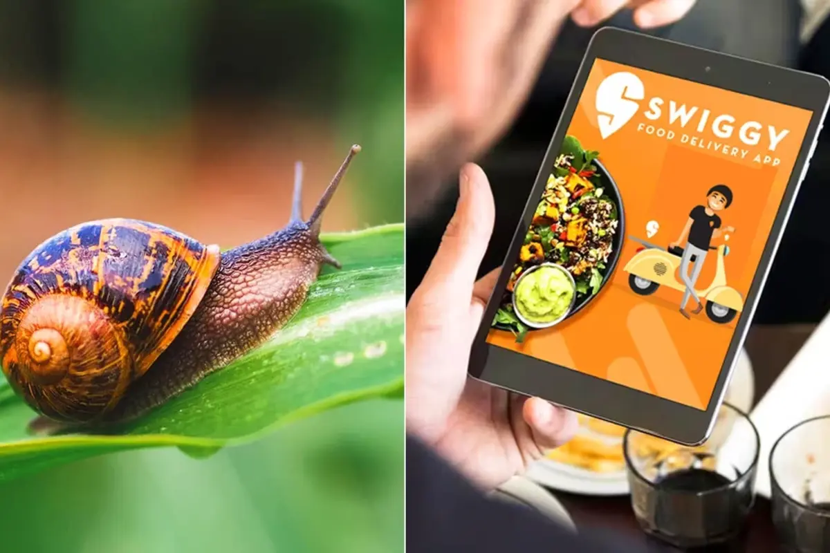 Bengaluru Man Finds Live Snail In Salad Ordered From Swiggy