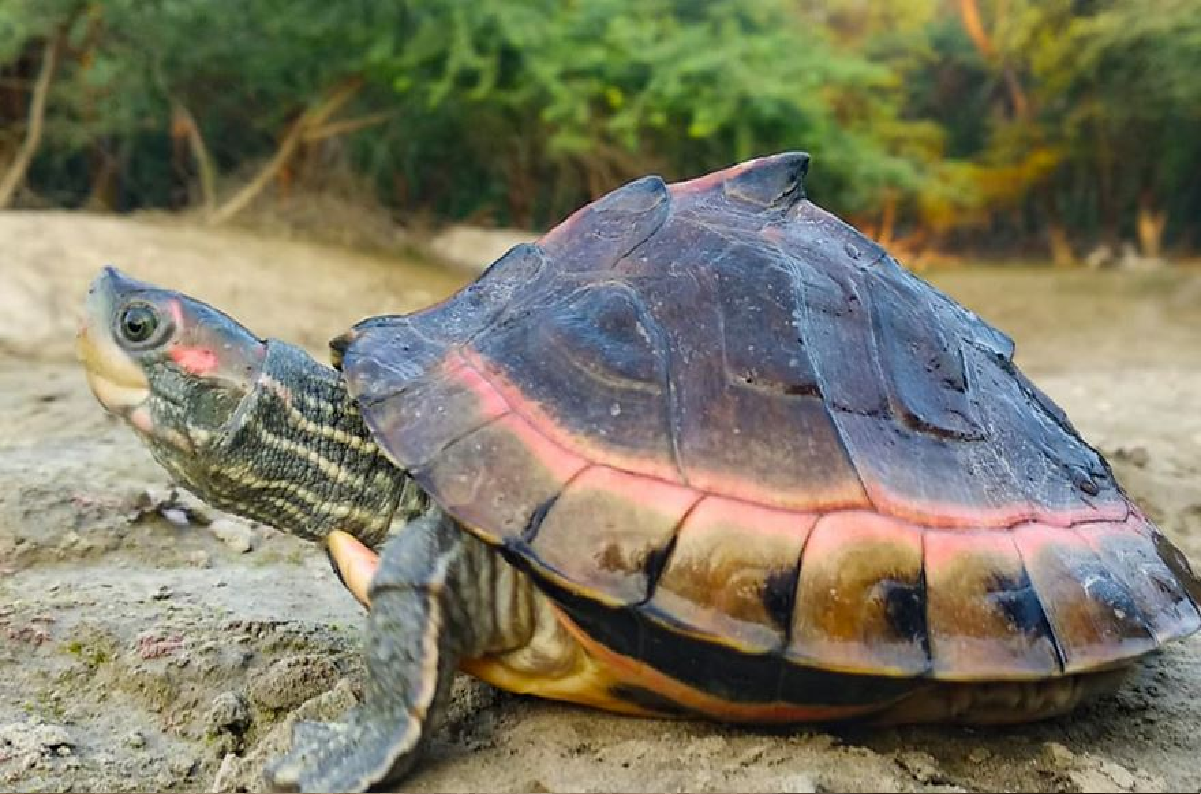 436 baby Indian Tent turtles rescued By DRI from illegal trade, 1 arrested