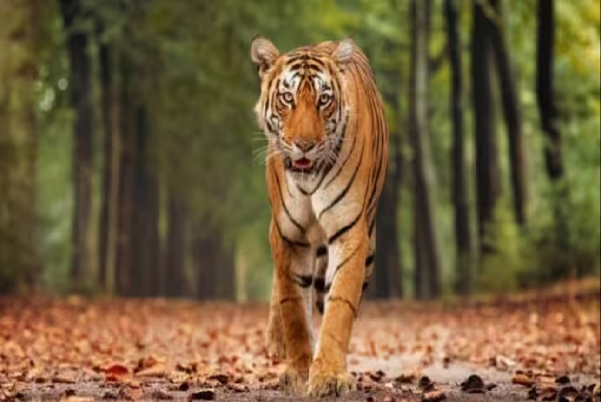 Tiger attacks farmer, eats him partially; Kerala government orders to kill tiger
