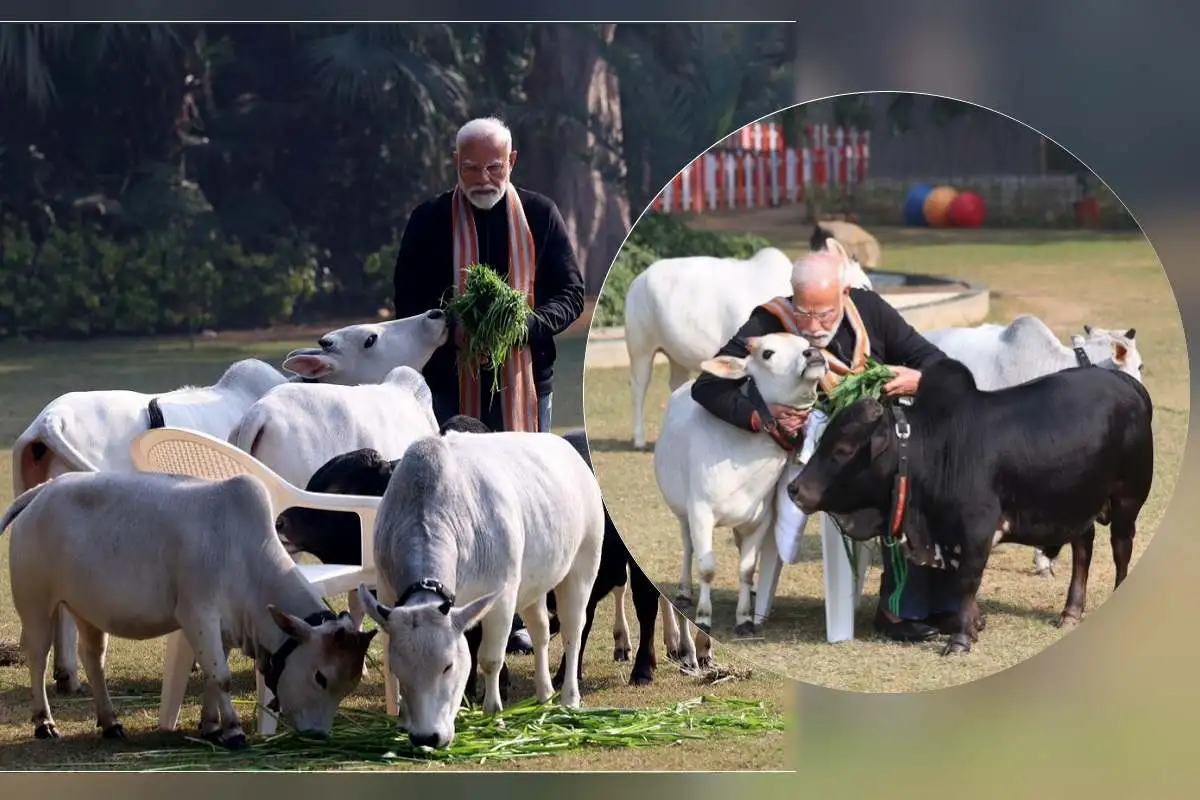 PM Modi fed fodder to cows on Makar Sankranti