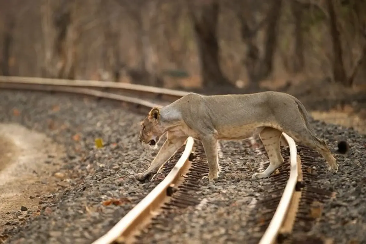 Lioness Hit By Train In Gujarat’s Amreli Dies; 3rd Incident This Month