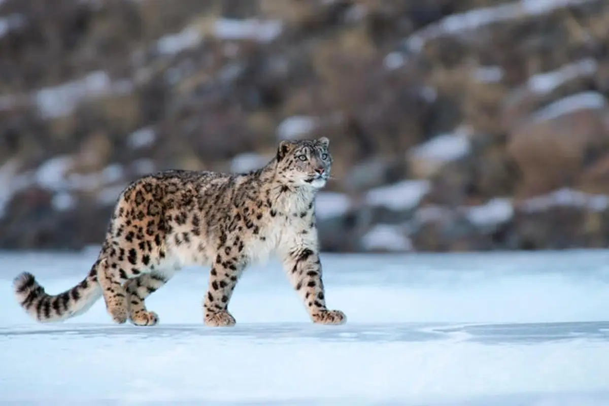 SPAI Report: India’s Snow Leopard Population Stands At 718