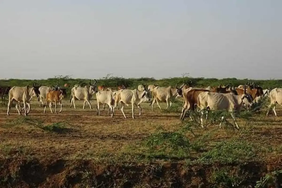 Government To Conduct A Pan-India Livestock Census Between September And December