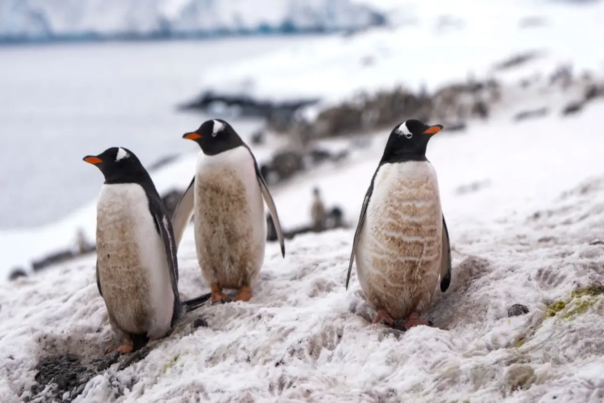Scientists Report First Case Of Deadly Bird Flu In Mainland Antarctica