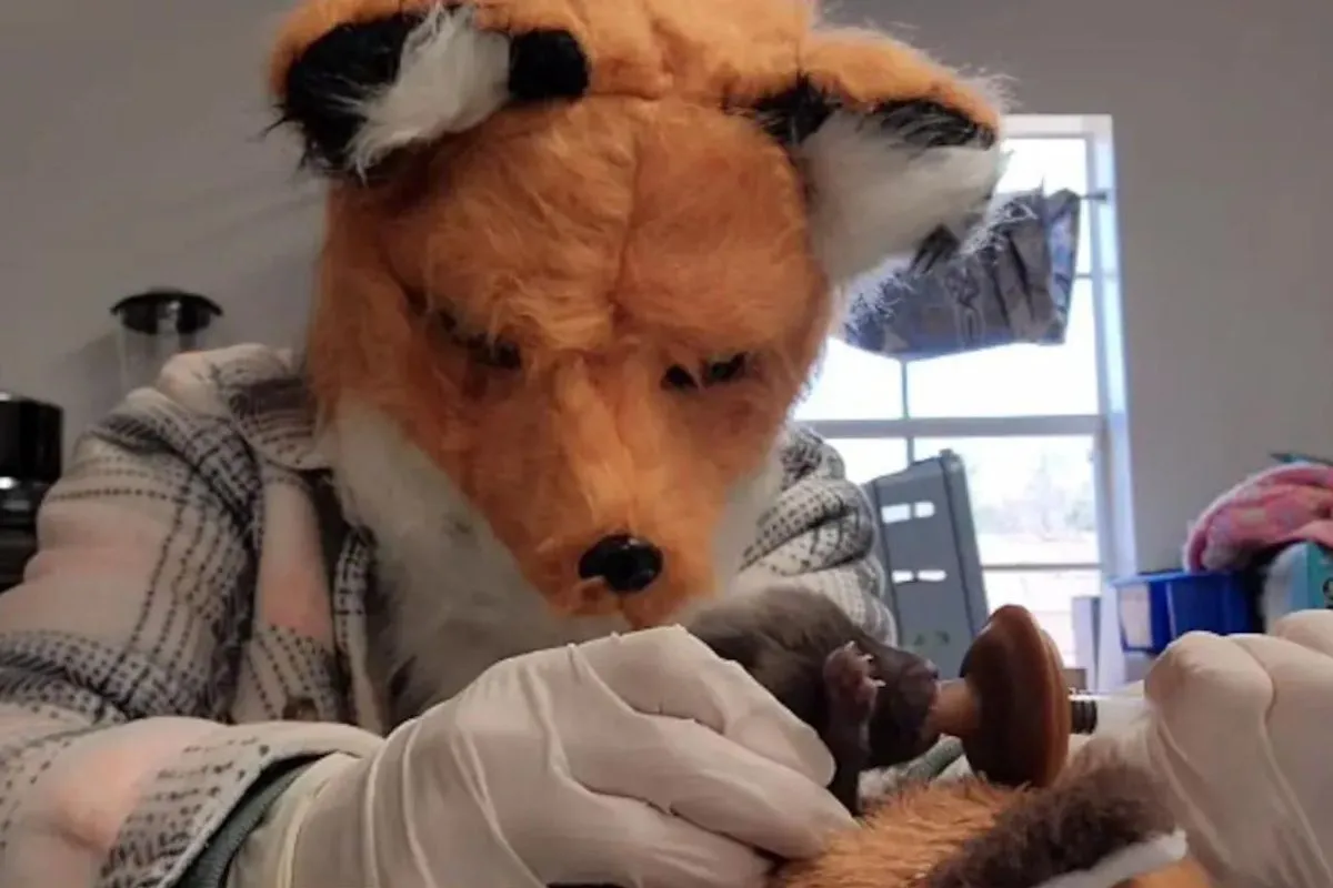 US Wildlife Centre Staff Wears Fox Mask While Feeding Newborn; But What Is The Reason?