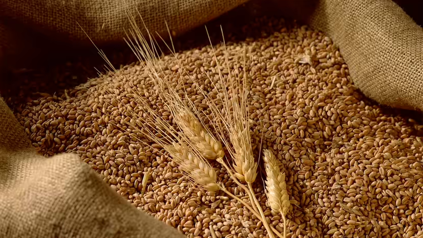 Pakistan: 47,000 Sacks Of Wheat Worth PKR 800 Million Missing