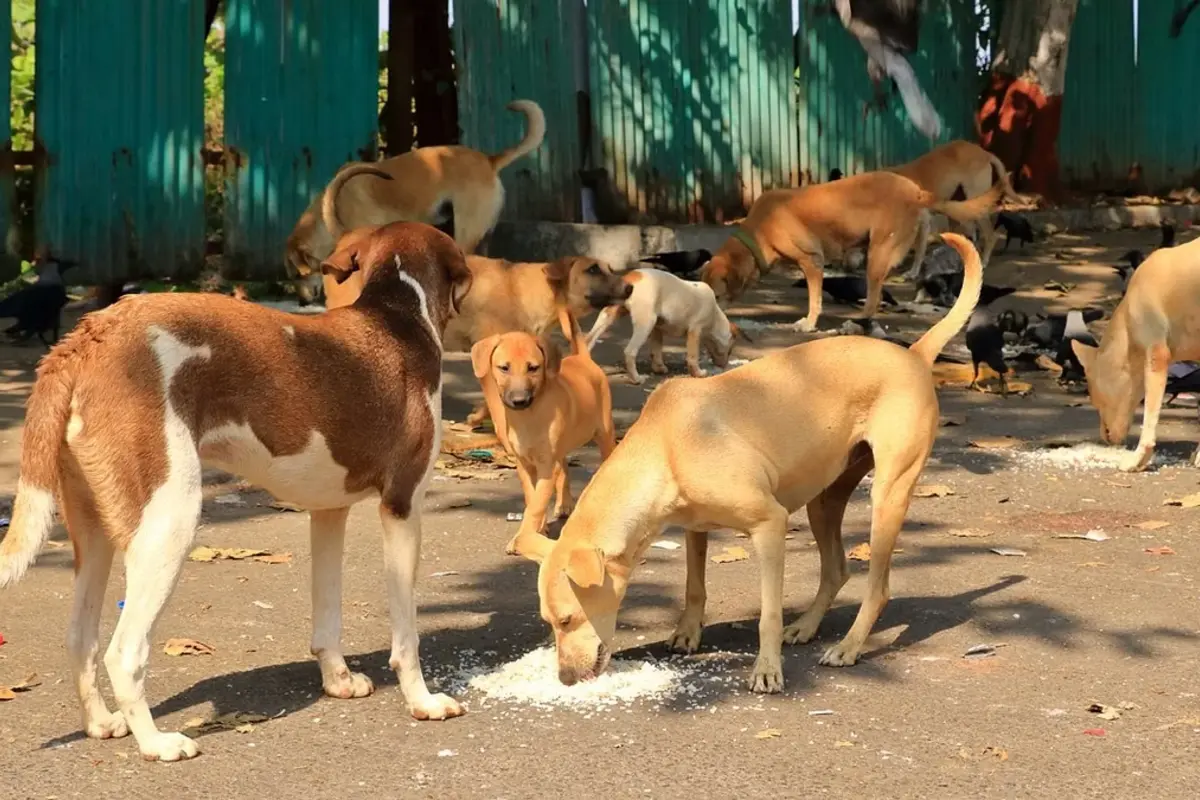 Delhi High Court Takes Action on Stray Dog Menace