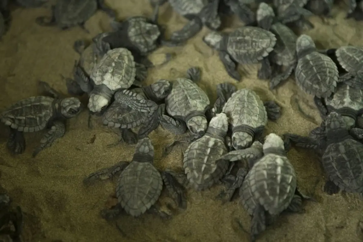 IAS Officer Supriya Shares Video of Turtle Species Dating Back to Dinosaur Era