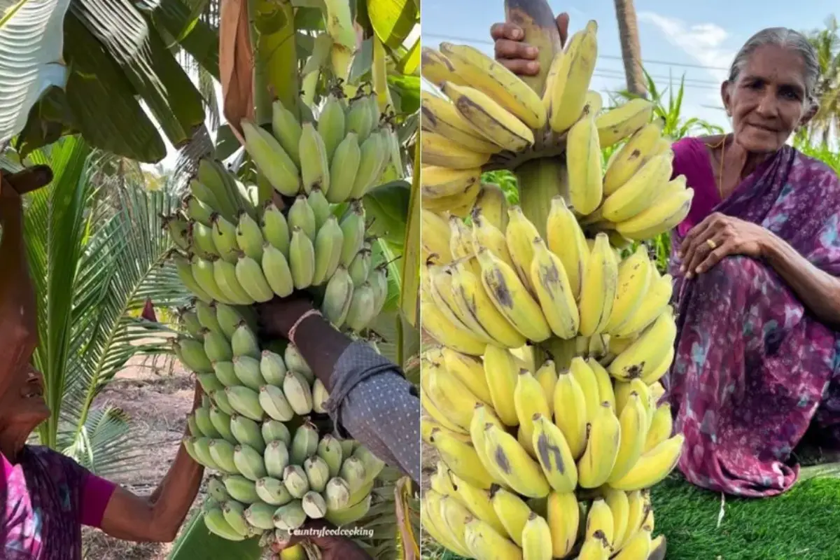 WATCH: Old Woman Teaches Traditional Way Of Ripening Bananas, Video Viral