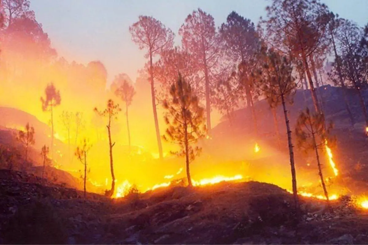 Supreme Court Slams Uttarakhand Government Over Forest Fire Response