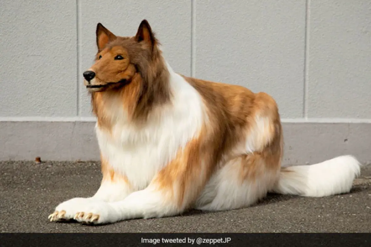 Japanese Guy Who Transformed In Dog Wishes To Change Into Bear Or Fox