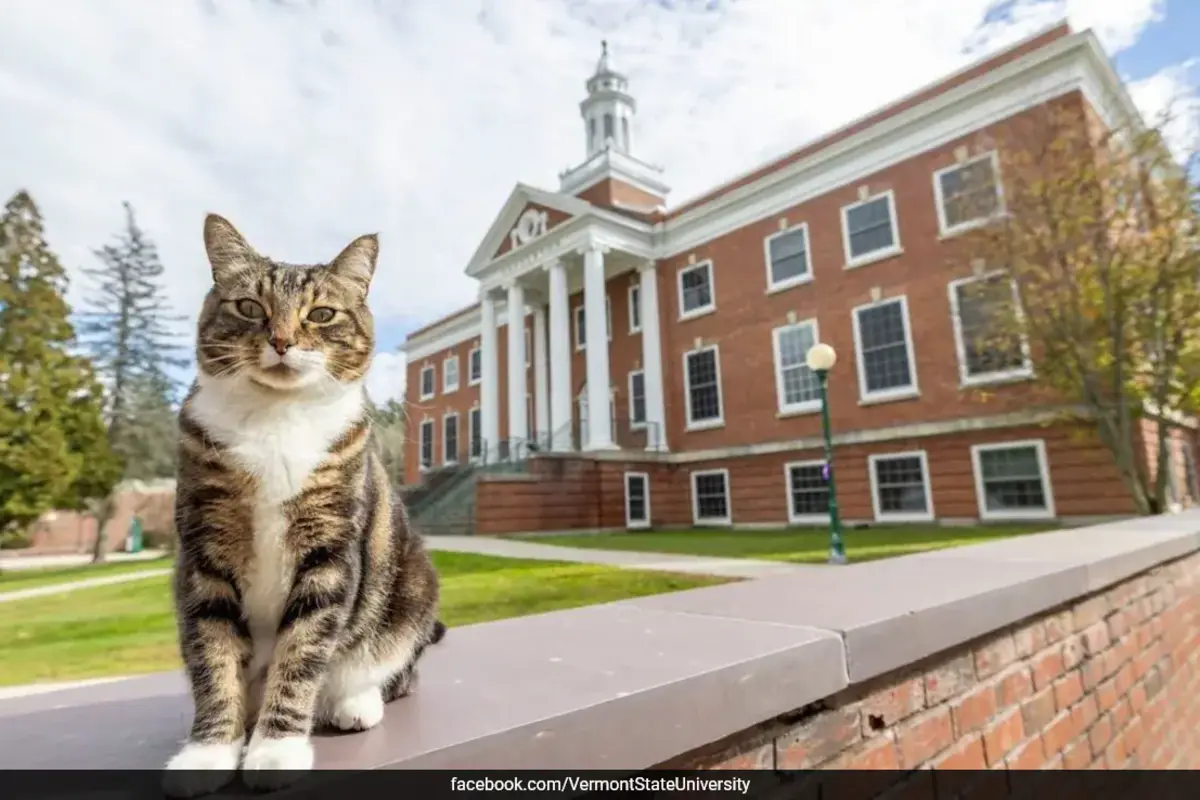 Dr Litter-ature: Vermont State University Gives Beloved Campus Cat Honorary Degree