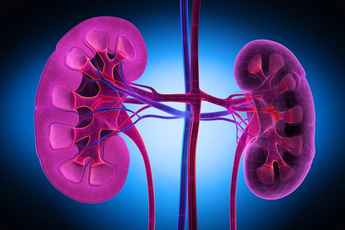 Low-Salt Diet And Reduced Body Fluids May Repair Kidney Cells: Study