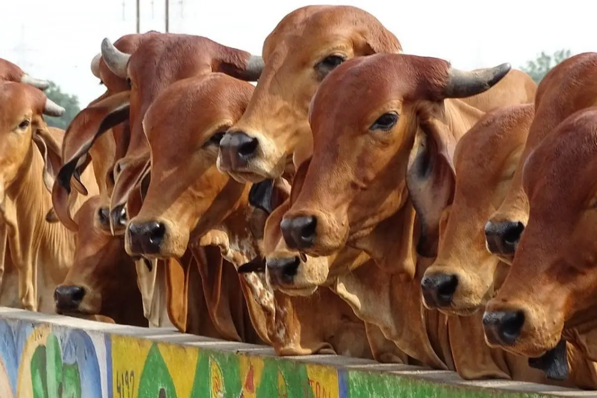 Madhya Pradesh Government Intensifies Crackdown On Cow Smuggling, Slaughtering