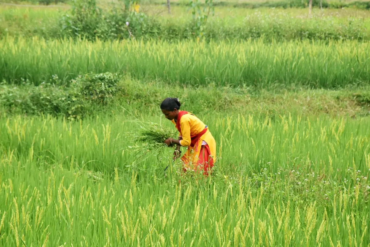 Government Increases MSP For Kharif Crops To Boost Agricultural Income In Prayagraj