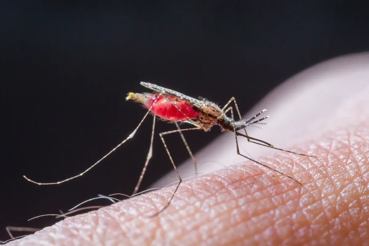 Yogi Adityanath Aims To Eradicate Malaria In Uttar Pradesh By 2027