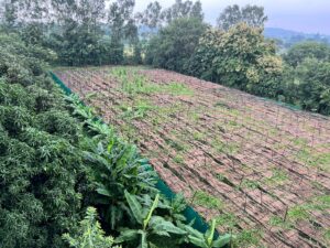  Akash Chaurasia Shows The Way With Multi-Layer Farming