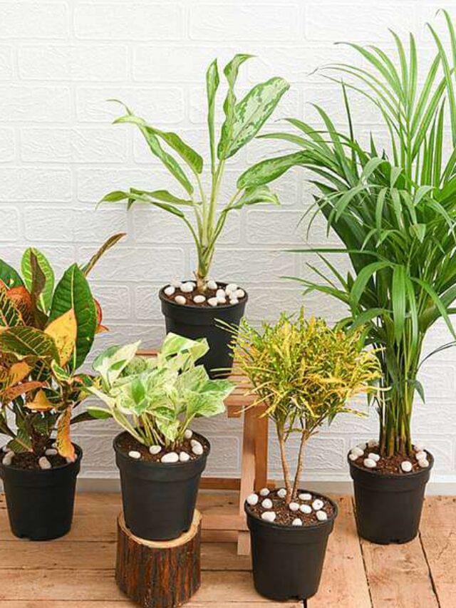 8 Houseplants that absorb moisture in monsoon